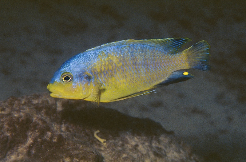 Petrotilapia flaviventris 'Chizumulu Island'